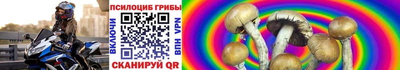 где продают   Ессентукская  Псилоцибиновые грибы Cubensis 